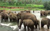 sloní sirotčinec Pinnawala