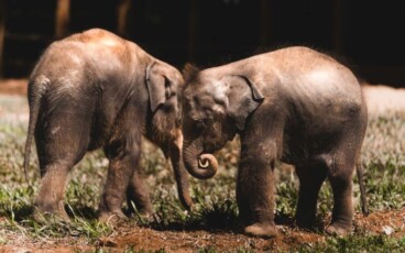 OKRUH ZAMĚŘENÝ NA PŘÍRODU